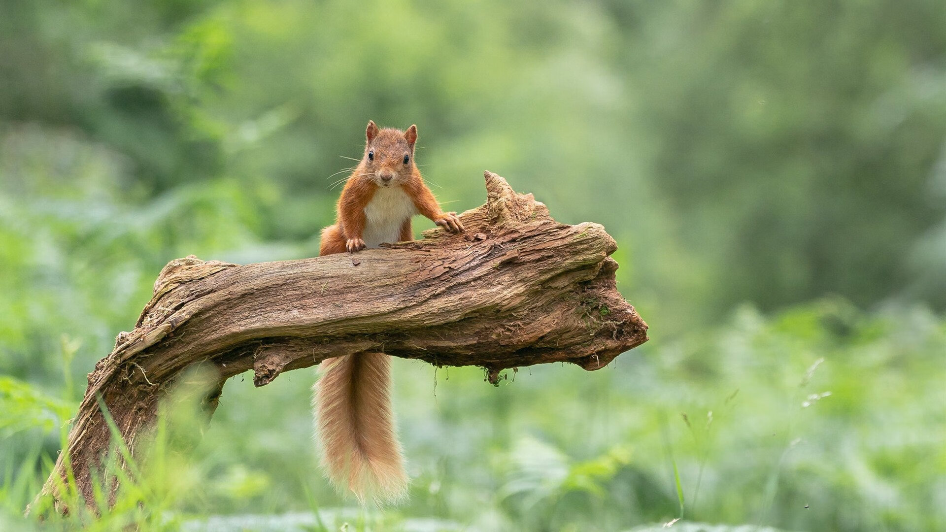 周泓余在女子围棋名人战中表现出色,晋级8强,周泓余学棋经历