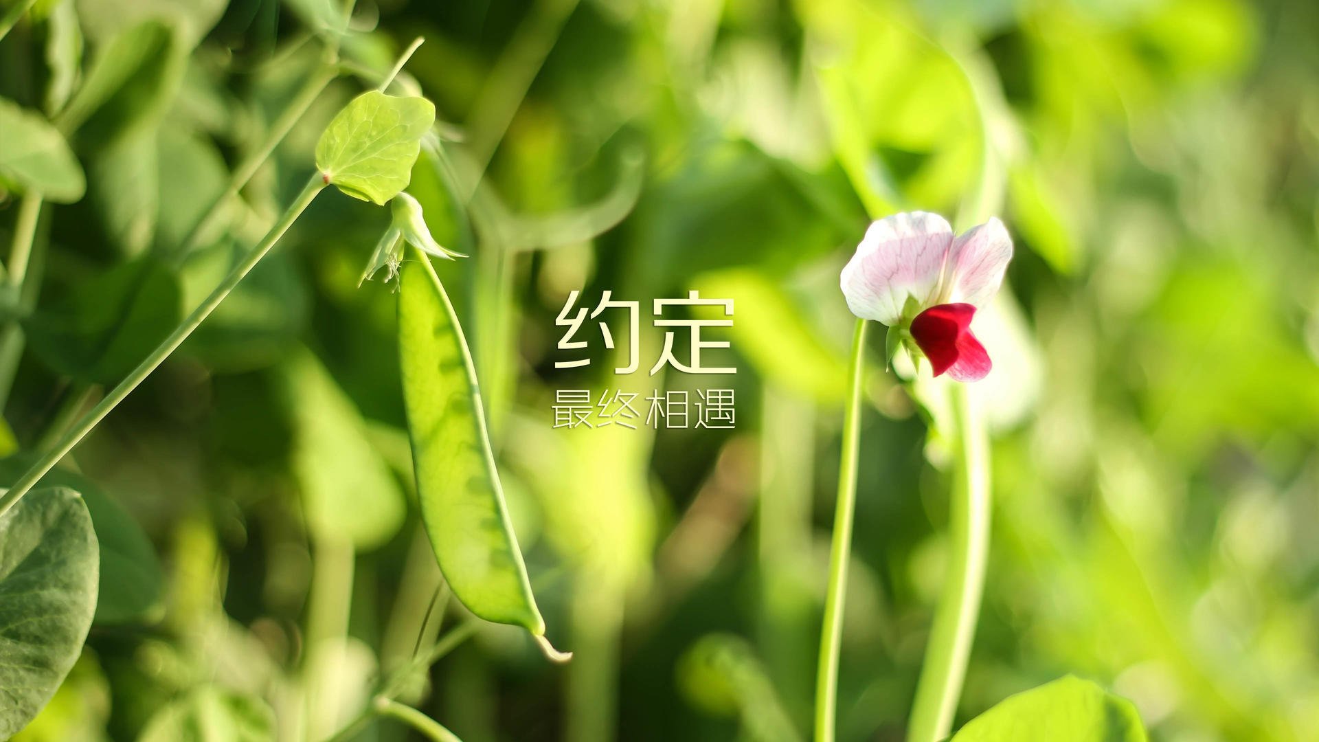 AIYOUXI.COM-重庆力帆连败被迫寻找突破，排名继续下滑，重庆力帆阵容