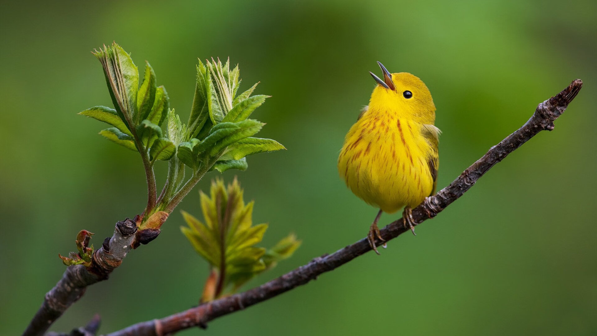 博卡青年门将高接低挡，力保球门，博卡青年2020主场球衣