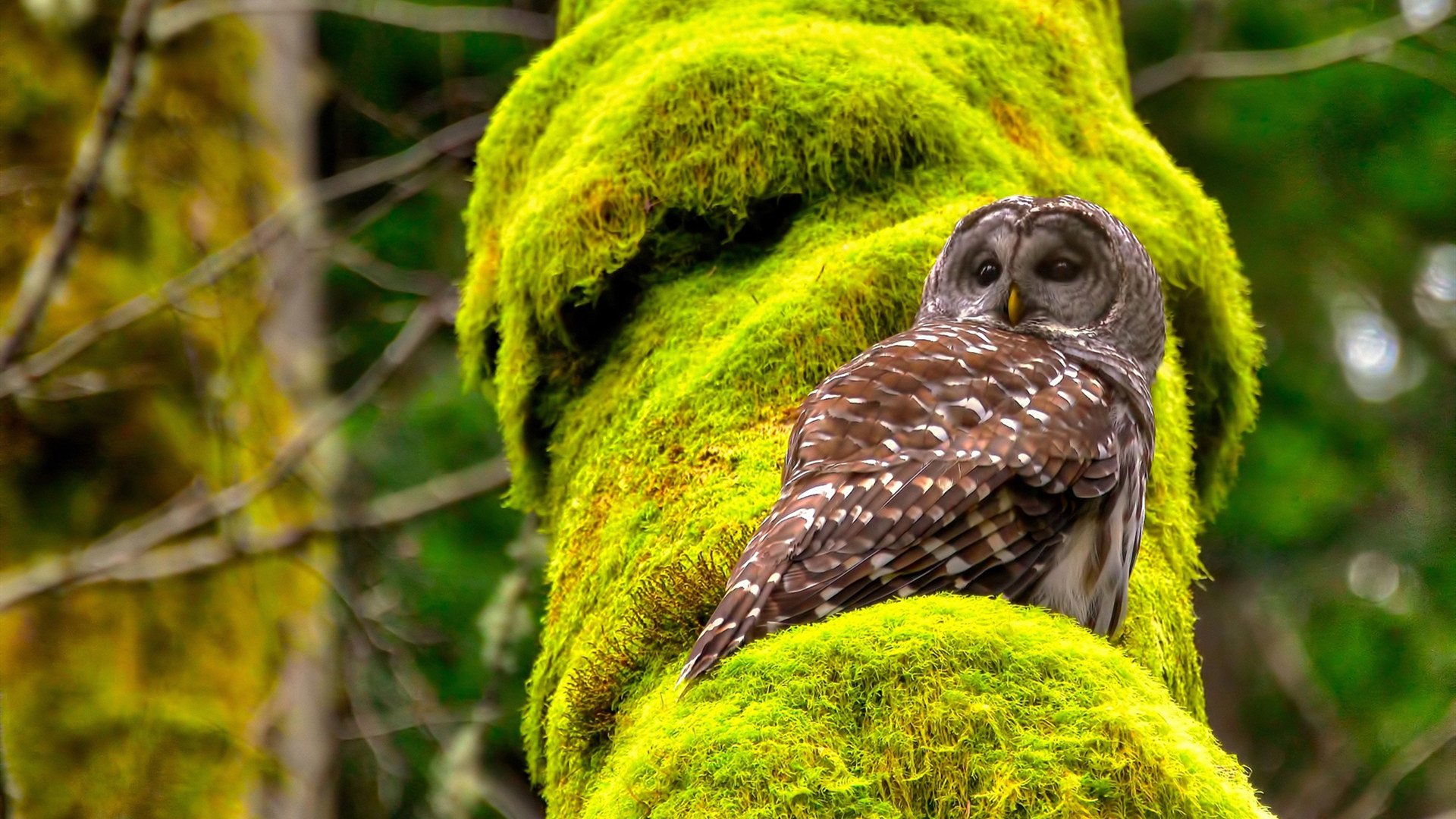 射手伤停对冠军竞争形势的实质影响评估，射手被伤害之后还要原谅吗