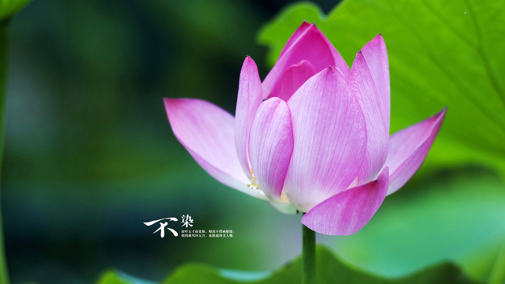 曼联双后腰联动强化中路防守，曼联套后腰