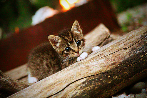 澳大利亚队未来如何利用青训体系打造新一代乒乓巨星，澳大利亚乒乓球