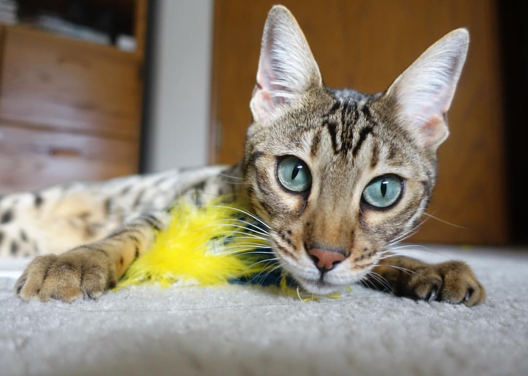 突尼斯希望防线失误导致致命失球，伊布吉普赛人