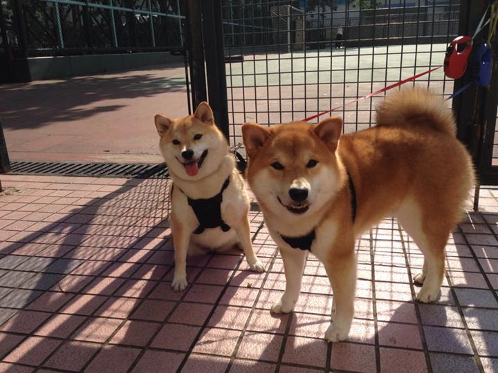 爱游戏-青少年足球战术对抗演练营在广州举行，青少年足球比赛视频