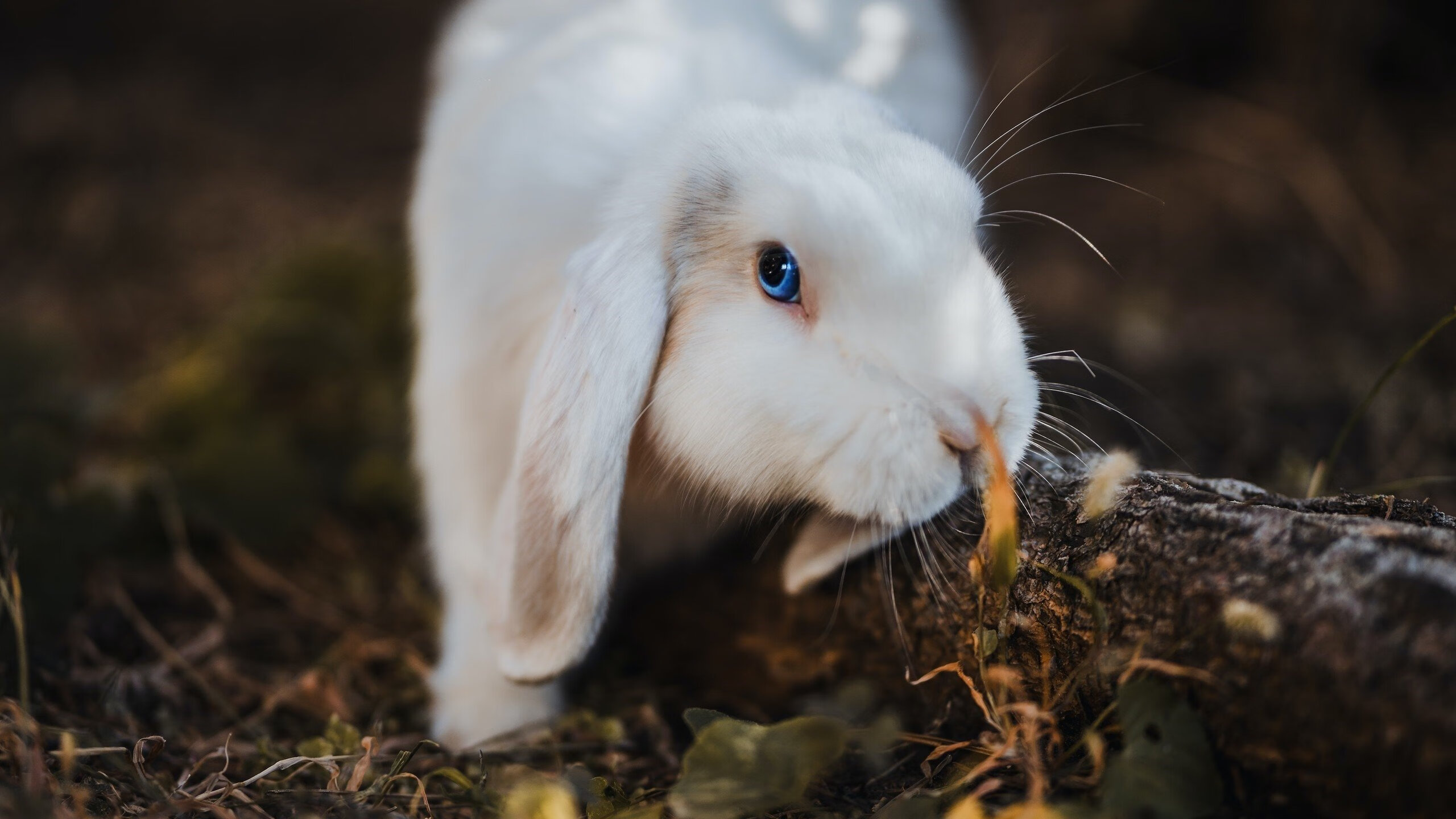朱婷面对质疑表示更愿用表现回应,朱婷已经尽力