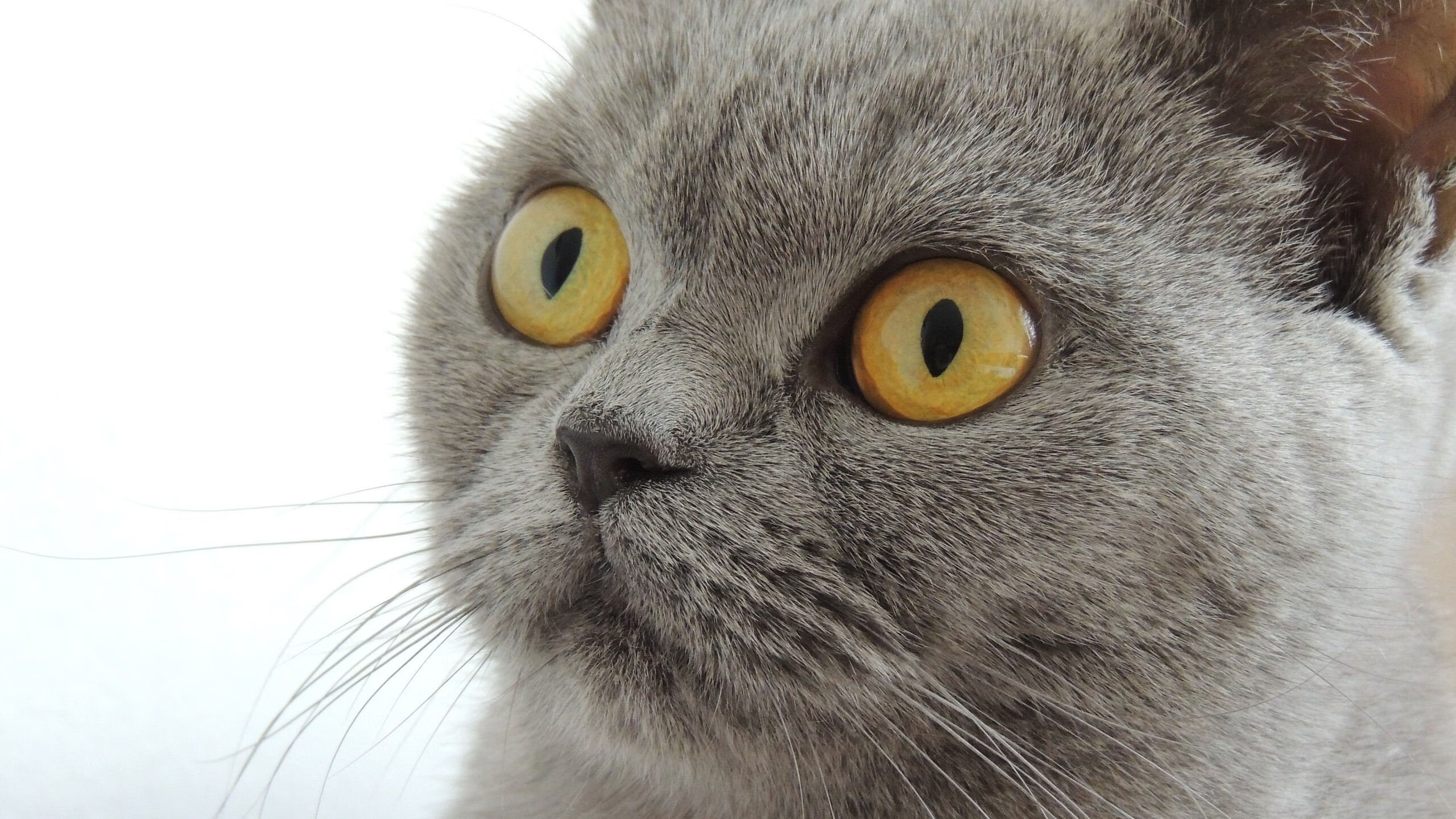 比利时首次闯入16强，篮球热潮席卷全国，比利时的篮球