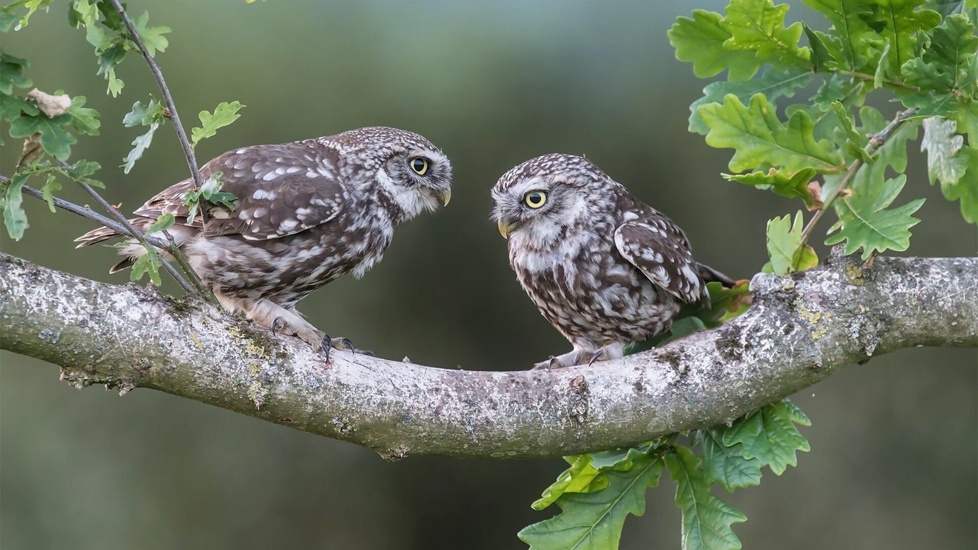 AYX GAMING-青训球员年终评估机制加入比赛意识判断能力评分项目，青训球员标准